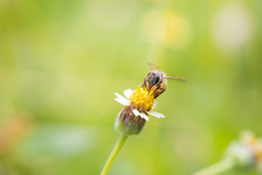 蜜蜂栖息的美丽的花
