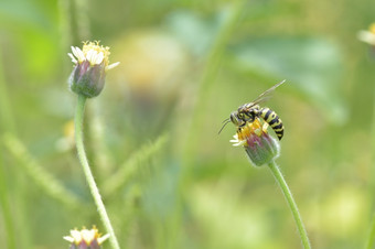 黄色的夹克黄蜂栖息的美丽的花黄色的夹克黄蜂栖息的美丽的花
