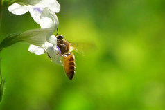 蜜蜂飞行的美丽的花