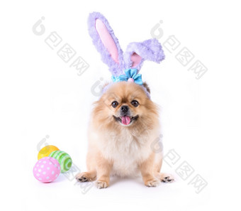 快乐复活节一天色彩斑斓的鸡蛋和可爱的小狗波美拉尼亚的混合品种北京人的狗穿兔子耳朵坐着孤立的白色背景
