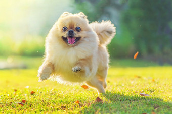 可爱的小狗波美拉尼亚的混合品种北京人的狗运行的草与幸福可爱的小狗波美拉尼亚的混合品种北京人的狗站白色背景