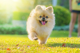 可爱的小狗波美拉尼亚的混合品种北京人的狗运行的草与幸福可爱的小狗波美拉尼亚的混合品种北京人的狗站白色背景