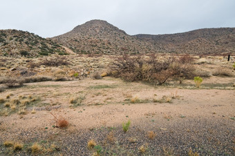 沙漠山而且场多雨的一天附近朴树亚利桑那州