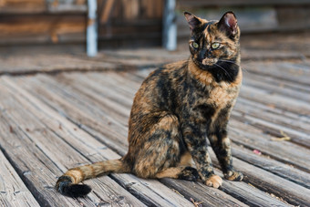 流浪猫坐着老木西方人行道上