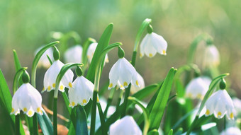 春天雪花花白细胞vernumcarpaticum<strong>美丽</strong>的盛开的花森林与自然<strong>彩色</strong>的背景