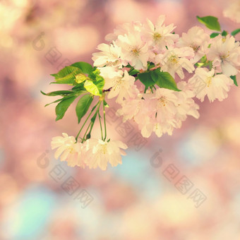 美丽的开花树自然场景与太阳阳光明媚的一天春天花摘要模糊背景春天