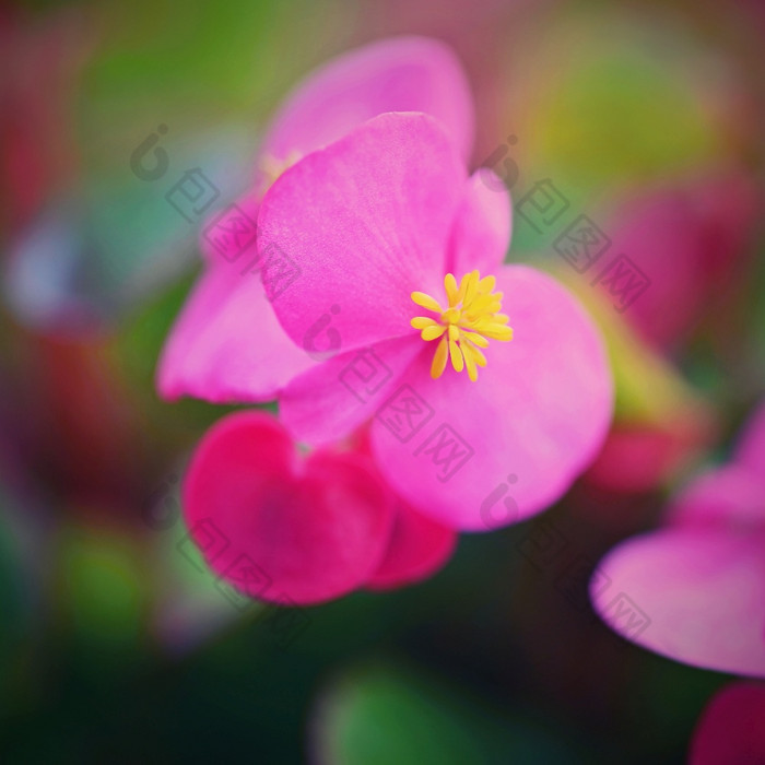 粉红色的花四季开花的秋海棠属植物花圃秋海棠属植物森帕弗伦斯