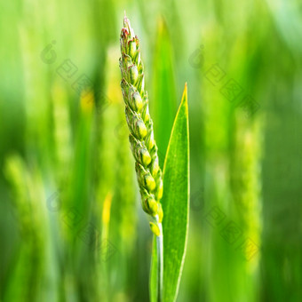 美丽的特写镜头年轻的绿色玉米色彩斑斓的自然背景