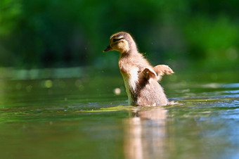 小鸭子普通话小鸭子幼崽美丽的年轻的水鸟的野生色彩斑斓的背景