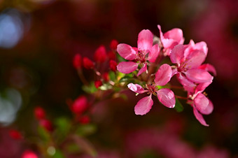 美丽的开<strong>花</strong>树自然场景与<strong>太阳</strong>阳光明媚的一天<strong>春天花</strong>摘要模糊背景<strong>春天</strong>