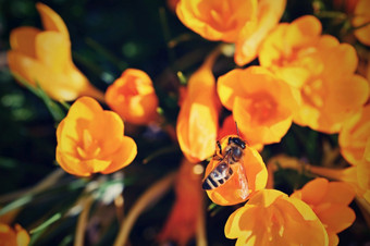 春天花与飞行蜜蜂美丽的色彩斑斓的第一个<strong>花草</strong>地与太阳番红花属<strong>浪漫</strong>黄色的番红花属菊科