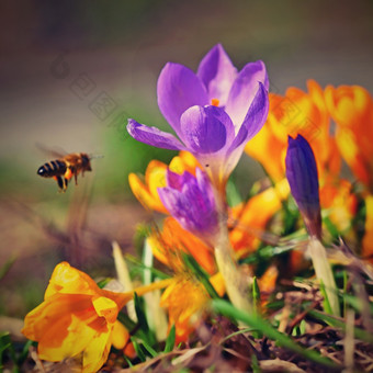 春天花与飞行蜜蜂美丽的色彩斑斓的第一个花草地与太阳番红花属浪漫黄色的番红花属菊科番红花属托马西尼亚努斯番红花属tommasini