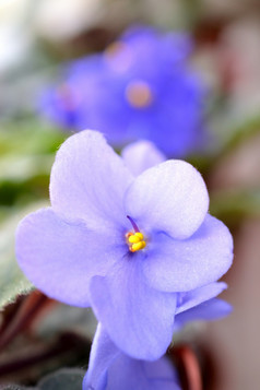 美丽的蓝紫色相比盛开的紫罗兰色的花色彩斑斓的自然背景为春天非洲