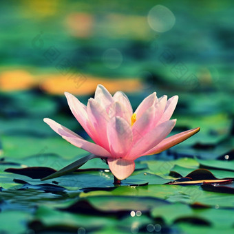 美丽的开花粉红色的水莉莉莲花花园小湖反射水表面