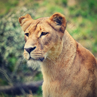 动物美丽的母狮色彩斑斓的自然<strong>背景</strong>