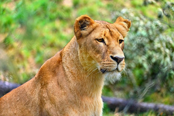 动物美丽的母狮色彩斑斓的自然<strong>背景</strong>