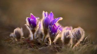 春天和春天花美丽的紫色的小毛茸茸的朝鲜<strong>白头翁白头翁</strong>长大的盛开的春天草地的日落