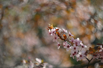 春天漂亮的开花树分支日本樱桃樱花和太阳与自然彩色的春天背景