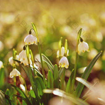 春天雪花花<strong>白细胞</strong>vernum美丽的白色春天花森林色彩斑斓的自然背景