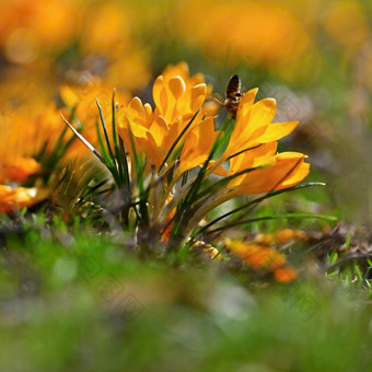 春天橙色花美丽的色彩斑斓的第一个花草地与太阳番红花属浪漫黄色的番红花属菊科番红花属托马西尼亚努斯番红花属tommasini