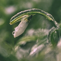 冰和冻雪花莲美丽的白色春天花的第一个开花植物春天自然色彩斑斓的背景雪花属Nivalis