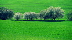 美丽的春天景观开花树字段与波摩拉维亚人托斯卡纳捷克共和国