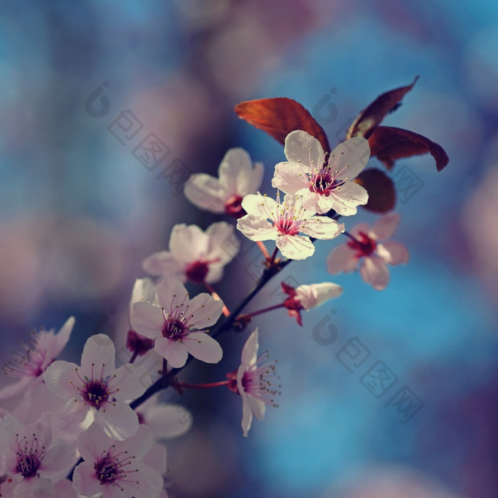 美丽的开花日本樱桃樱花季节背景户外自然模糊背景与开花树春天阳光明媚的一天