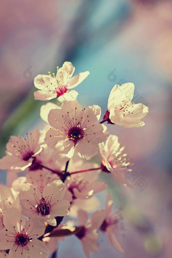 美丽的开花日本<strong>樱桃</strong>樱花<strong>季节</strong>背景户外自然模糊背景与开花树春天阳光明媚的一天