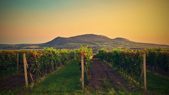葡萄园日落秋天收获成熟的葡萄酒地区南部摩拉维亚捷克共和国葡萄园下帕拉瓦