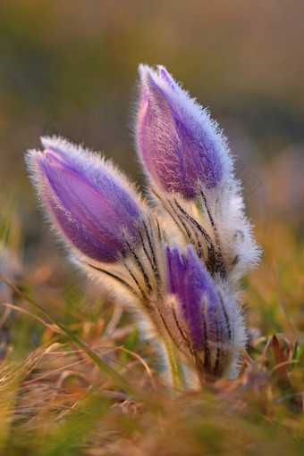 美丽的紫色的小毛茸茸的朝鲜白头翁白头翁长大的盛开的春天草地的日落