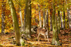 美丽的颜色背景秋天自然的森林与野生鹿休耕的鹿女士女士