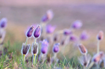 美丽的紫色的小毛茸茸的朝鲜白头翁白头翁长大的盛开的春天草地的日落