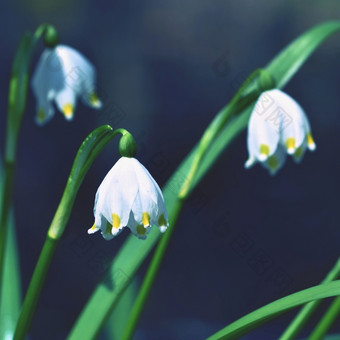 美丽的盛开的春天雪花花白细胞vernumcarpaticum