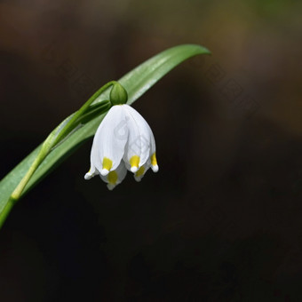 美丽的盛开的春天雪花花<strong>白细胞</strong>vernumcarpaticum