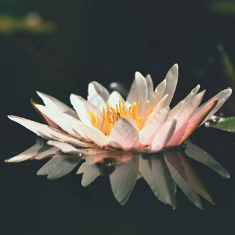 花美丽的盛开的水莉莉的水表面自然色彩斑斓的模糊背景睡莲属