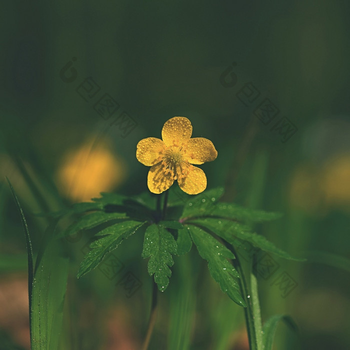 毛茛属植物花毛茛科自然背景与的太阳