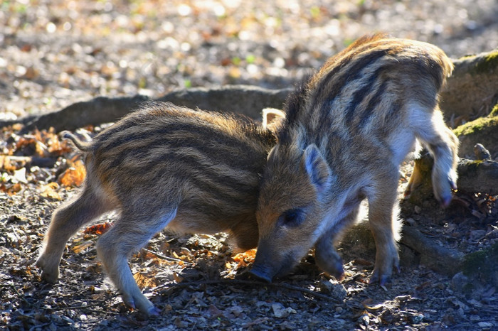 动物野生野猪的野生