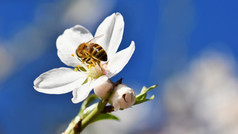 春天背景漂亮的开花树与蜜蜂花自然