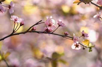 美丽的开花日本樱桃樱花背景与花春天一天