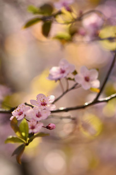 美丽的开花日本樱桃樱花背景与花春天一天