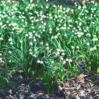 春天雪花花白细胞vernumcarpaticum美丽的盛开的花森林与自然彩色的背景