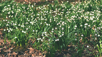 春天雪花花<strong>白细胞</strong>vernumcarpaticum美丽的盛开的花森林与自然彩色的背景