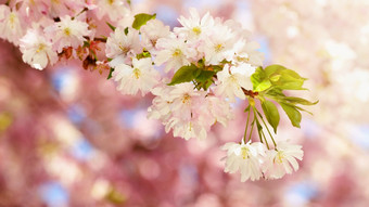 美丽的开花树自然场景与太阳阳光明媚的一天春天花摘要模糊背景春天