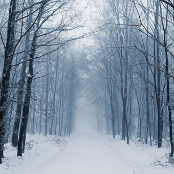 雪路与树危险的开车的雪冬天概念为交通和坏天气