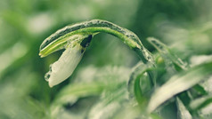 冰和冻雪花莲美丽的白色春天花的第一个开花植物春天自然色彩斑斓的背景雪花属Nivalis