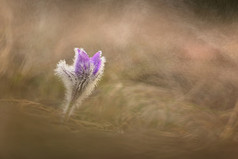 不错的小紫色的花的春天雨美丽的自然背景为春天时间的草地白头翁花白头翁长大的