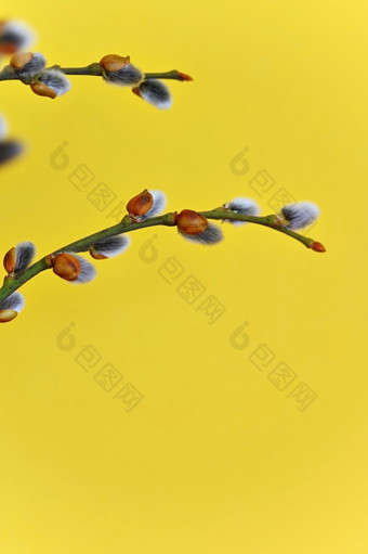 春天背景猫树开花分支机构<strong>柳树</strong>花开花了复活节春天与黄色的背景