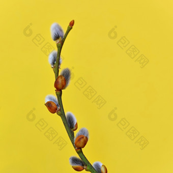 春天背景猫树开花分支机构柳树花开花了复活节春天与黄色的背景