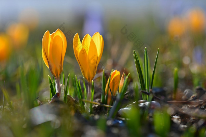 春天背景与花漂亮的彩色的开花番红花属藏红花阳光明媚的一天自然摄影春天时间
