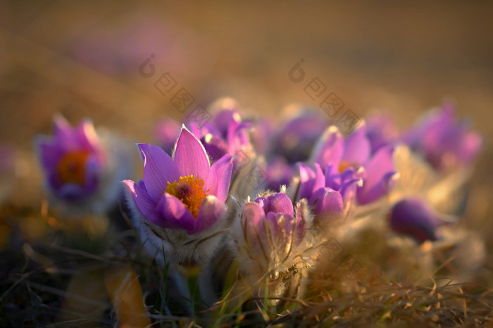 春天和春天花美丽的紫色的小毛茸茸的朝鲜白头翁白头翁长大的盛开的春天草地的日落